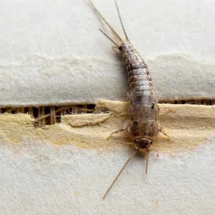 Fishmoth (silverfish), treated in Despatch