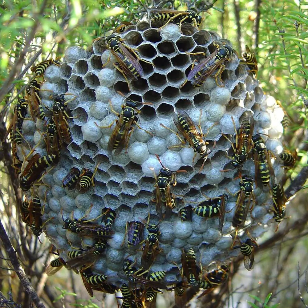 Wasp nest removal in Port Elizabeth